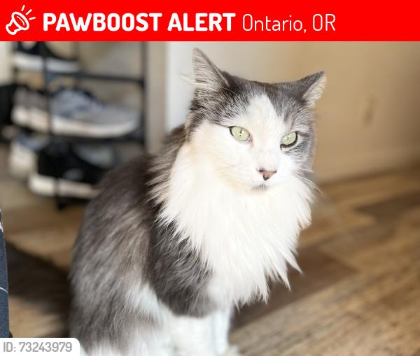Lost Male Cat last seen SW 6th AVE, close to TVCC campus, Ontario, OR 97914