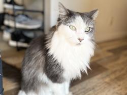 Lost Male Cat last seen SW 6th AVE, close to TVCC campus, Ontario, OR 97914