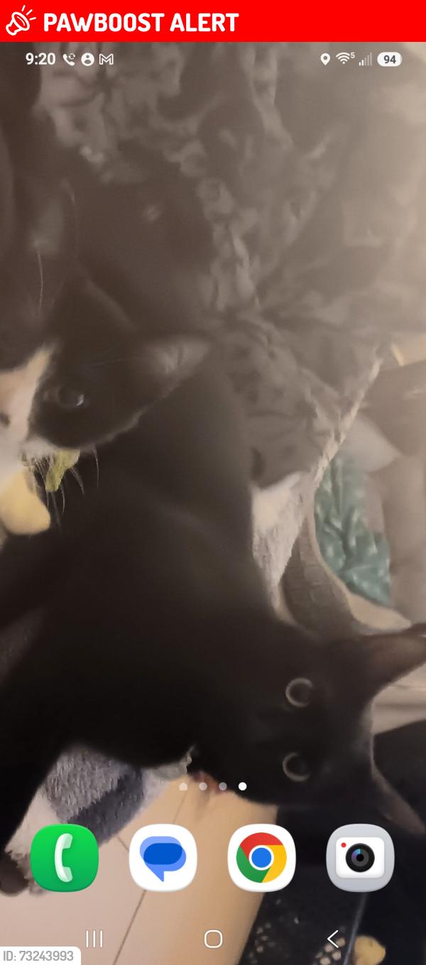 Lost Female Cat last seen By 711 on Ashley Phosphate, North Charleston, SC 29405