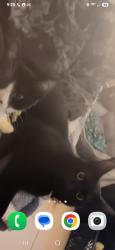 Lost Female Cat last seen By 711 on Ashley Phosphate, North Charleston, SC 29405