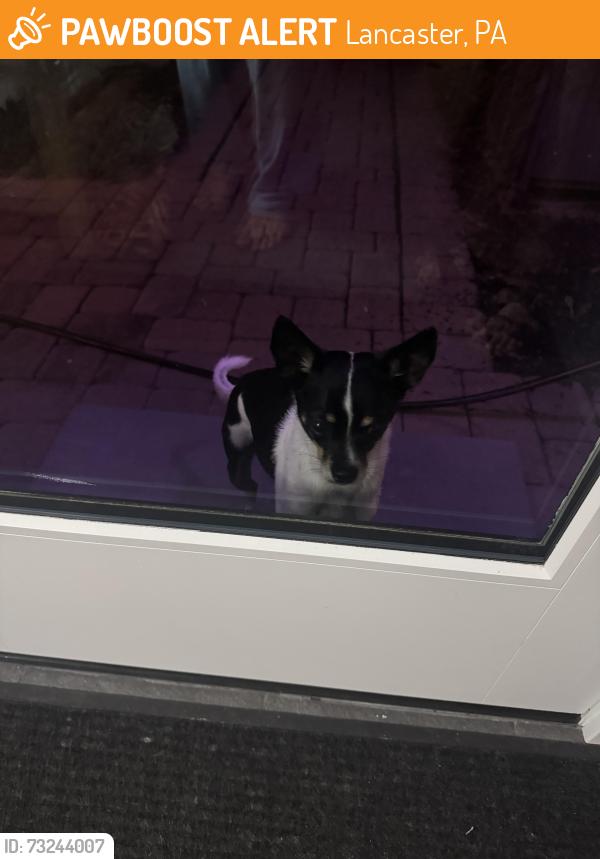 Found/Stray Male Dog last seen Near valley road, Lancaster, PA 17603
