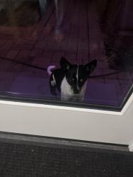 Found/Stray Male Dog last seen Near valley road, Lancaster, PA 17603