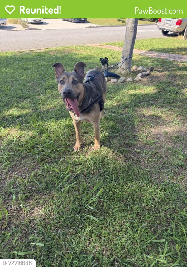 Reunited Male Dog last seen Latchford & Gale, Hacienda Heights, CA 91745