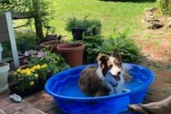 Reunited Female Dog last seen Pumping Station Rd, Hanover, PA 17331