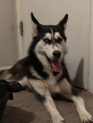 Found/Stray Unknown Dog last seen 91st have and Indian school rd, Phoenix, AZ 85037