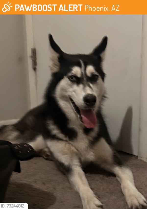 Found/Stray Unknown Dog last seen 91st have and Indian school rd, Phoenix, AZ 85037