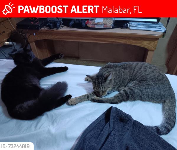 Lost Female Cat last seen Malabar rd, Malabar, FL 32950