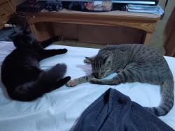 Lost Female Cat last seen Malabar rd, Malabar, FL 32950
