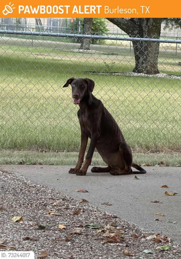 Found/Stray Female Dog last seen Near moles west of Lillian, TX on county road 608 at county road 519z, Burleson, TX 76028
