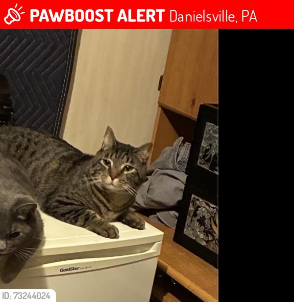 Lost Male Cat last seen Dogwood, Danielsville, PA 18038