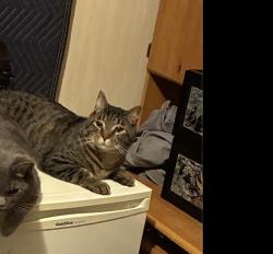Lost Male Cat last seen Dogwood, Danielsville, PA 18038