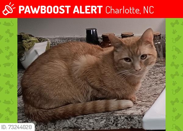 Lost Male Cat last seen wallace road and e independence blvd, Charlotte, NC 28212