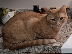 Lost Male Cat last seen wallace road and e independence blvd, Charlotte, NC 28212