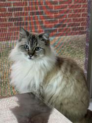 Reunited Female Cat last seen Winding Hallow, Katy, TX 77450