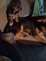 Lost Male Dog last seen Near lacy dr, Lacy Lakeview, TX 76705