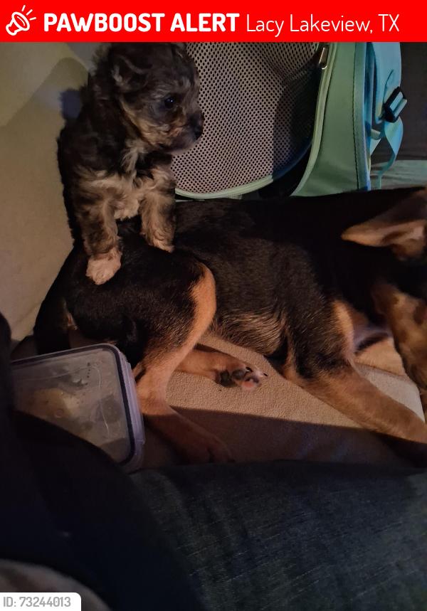 Lost Male Dog last seen Near lacy dr, Lacy Lakeview, TX 76705