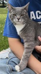 Lost Female Cat last seen 75th St. and 180th Ave. Prinsburg, MN, Holland Township, MN 56281
