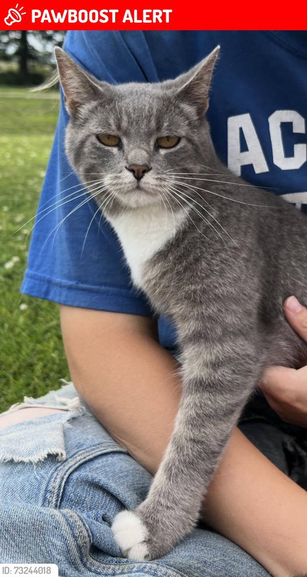 Lost Female Cat last seen 75th St. and 180th Ave. Prinsburg, MN, Holland Township, MN 56281