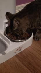 Reunited Female Cat last seen Moorhead court, Arlington, TX 76014