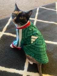 Lost Female Cat last seen Sage park apmt, New Brighton, MN 55112