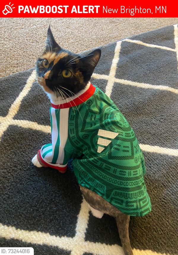 Lost Female Cat last seen Sage park apmt, New Brighton, MN 55112