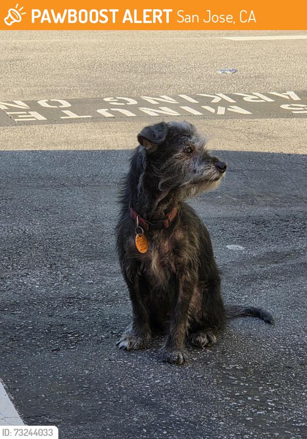 Found/Stray Unknown Dog last seen Parking lot behind chipotle, San Jose, CA 95126