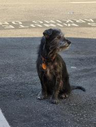 Found/Stray Unknown Dog last seen Parking lot behind chipotle, San Jose, CA 95126