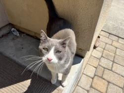 Found/Stray Male Cat last seen Marlow and Crosspoint, Larkfield-Wikiup, CA 95403