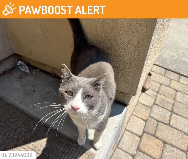 Found/Stray Male Cat last seen Marlow and Crosspoint, Larkfield-Wikiup, CA 95403