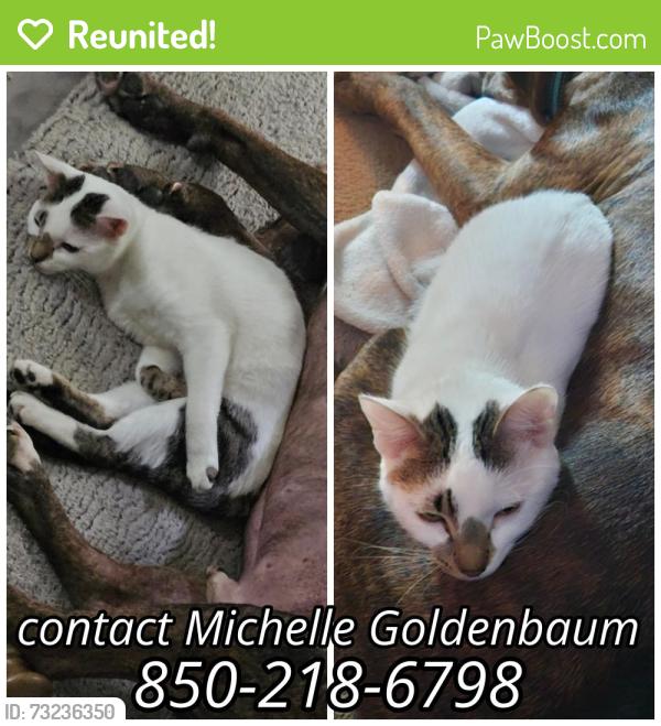Reunited Female Cat last seen Mario's Restaurant, Mary Esther, FL 32569