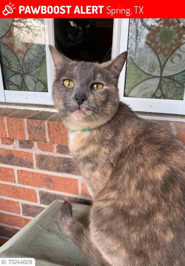 Lost Female Cat last seen Old Holzworth, Spring, TX 77388
