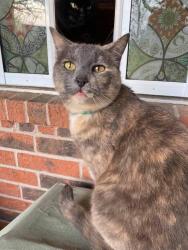 Lost Female Cat last seen Old Holzworth, Spring, TX 77388
