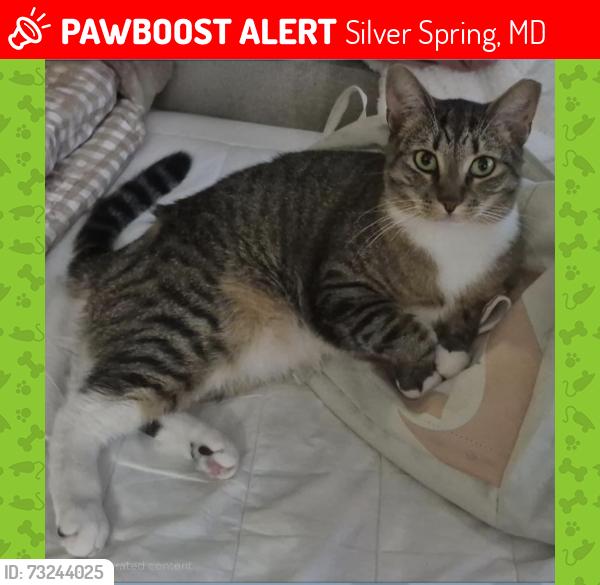 Lost Female Cat last seen Grande Pre Road and Bel Pre Road, Silver Spring, MD 20906
