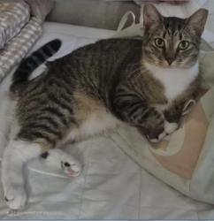 Lost Female Cat last seen Grande Pre Road and Bel Pre Road, Silver Spring, MD 20906