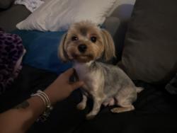 Reunited Female Dog last seen Near swordfish Cir #b, Tamarac, FL 33319