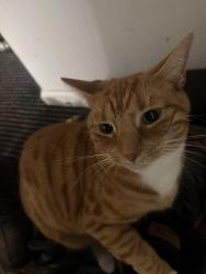Reunited Female Cat last seen Blueberry lane, Shelton, CT 06484