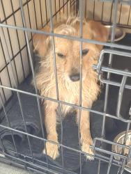 Reunited Male Dog last seen Near Carrollton Greenbelt trail., Carrollton, TX 75011