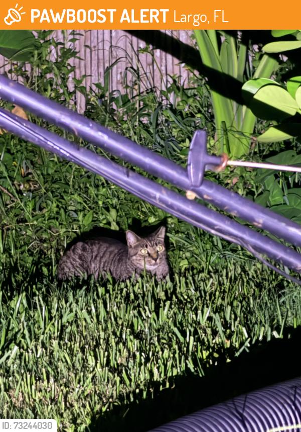 Found/Stray Unknown Cat last seen 137th st south of Wilcox ave, Largo, FL 33774