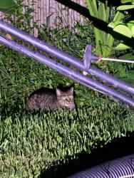 Found/Stray Unknown Cat last seen 137th st south of Wilcox ave, Largo, FL 33774