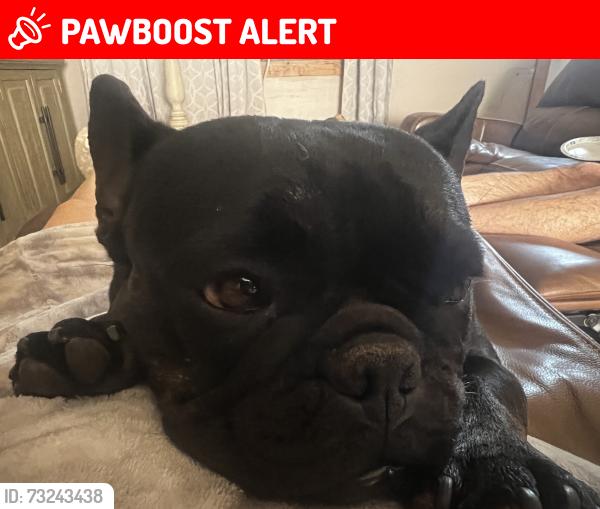 Lost Female Dog last seen Idaleona and Country Pine Road, Riverside County, CA 92570