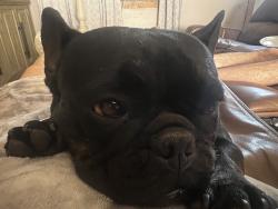 Lost Female Dog last seen Idaleona and Country Pine Road, Riverside County, CA 92570