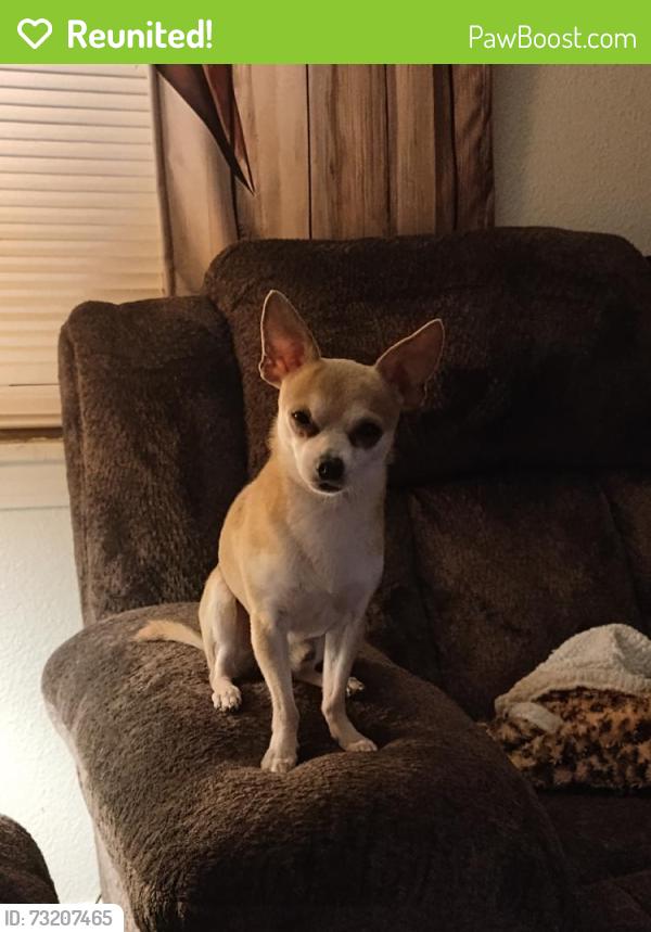 Reunited Male Dog last seen HEB, Cleburne, TX 76033