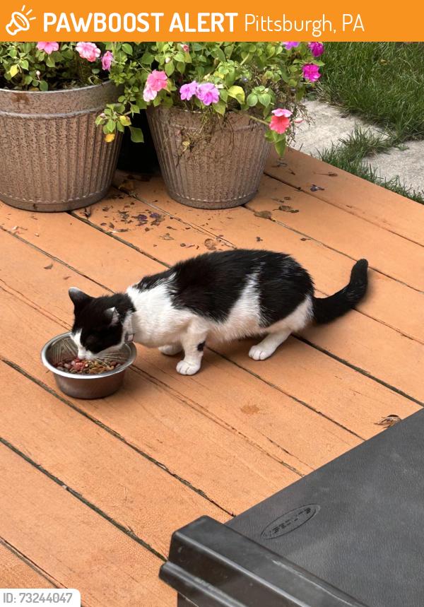 Found/Stray Unknown Cat last seen Maxwell and duncan, Pittsburgh, PA 15205