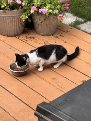 Found/Stray Unknown Cat last seen Maxwell and duncan, Pittsburgh, PA 15205