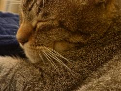 Lost Male Cat last seen Franklin Street, Circle K, Decatur, IL 62521