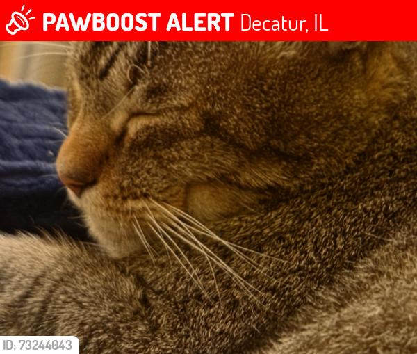 Lost Male Cat last seen Franklin Street, Circle K, Decatur, IL 62521