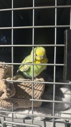 Found/Stray Unknown Bird last seen Bulverde village neighborhood, San Antonio, TX 78261