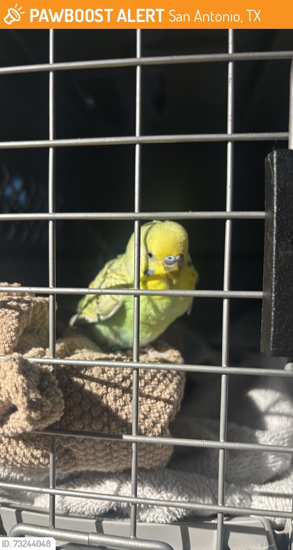 Found/Stray Unknown Bird last seen Bulverde village neighborhood, San Antonio, TX 78261