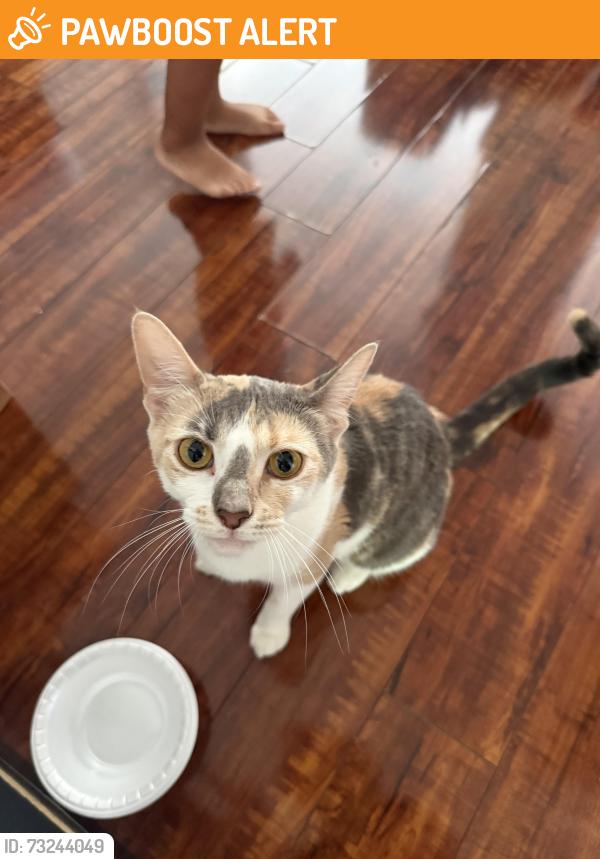 Found/Stray Female Cat last seen Mccomas Ave, Wheaton-Glenmont, MD 20895