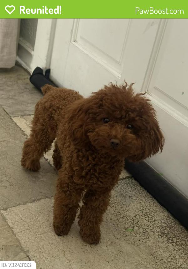 Reunited Female Dog last seen Cottonwood, Hesperia, CA 92345